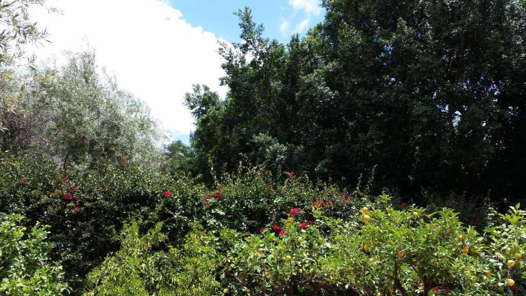 Villa Carmelas Ταορμίνα Εξωτερικό φωτογραφία